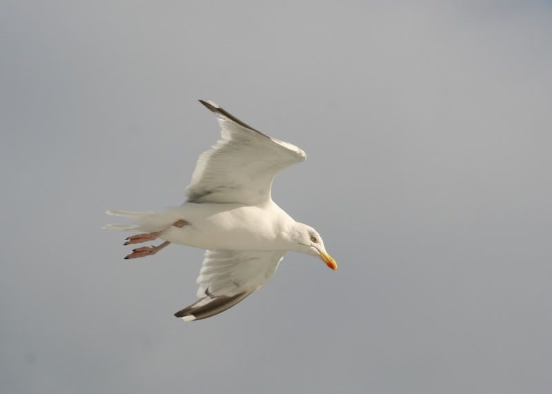 IMAGE: http://i237.photobucket.com/albums/ff83/Sjohns_album/Seagull.jpg