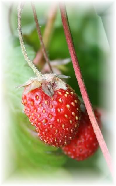 Meyve Resimleri (1. Katalog)