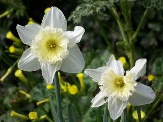 daffodils photo: White Daffodils 100_2248.jpg