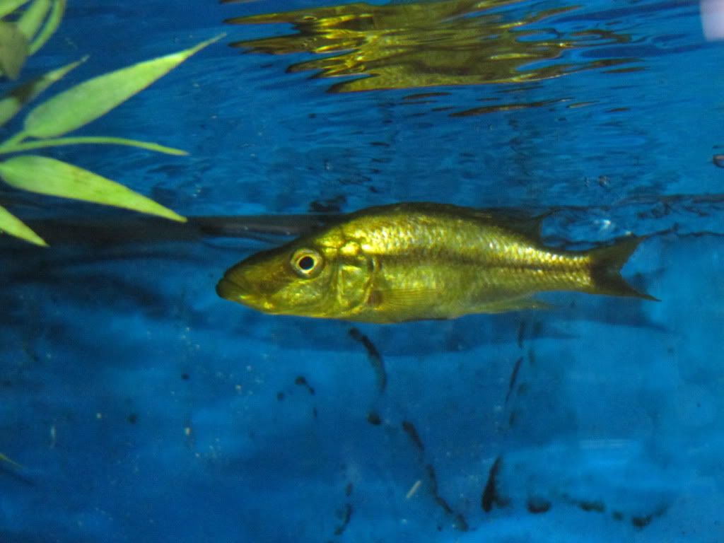 Dimidiochromis Compressiceps Gold