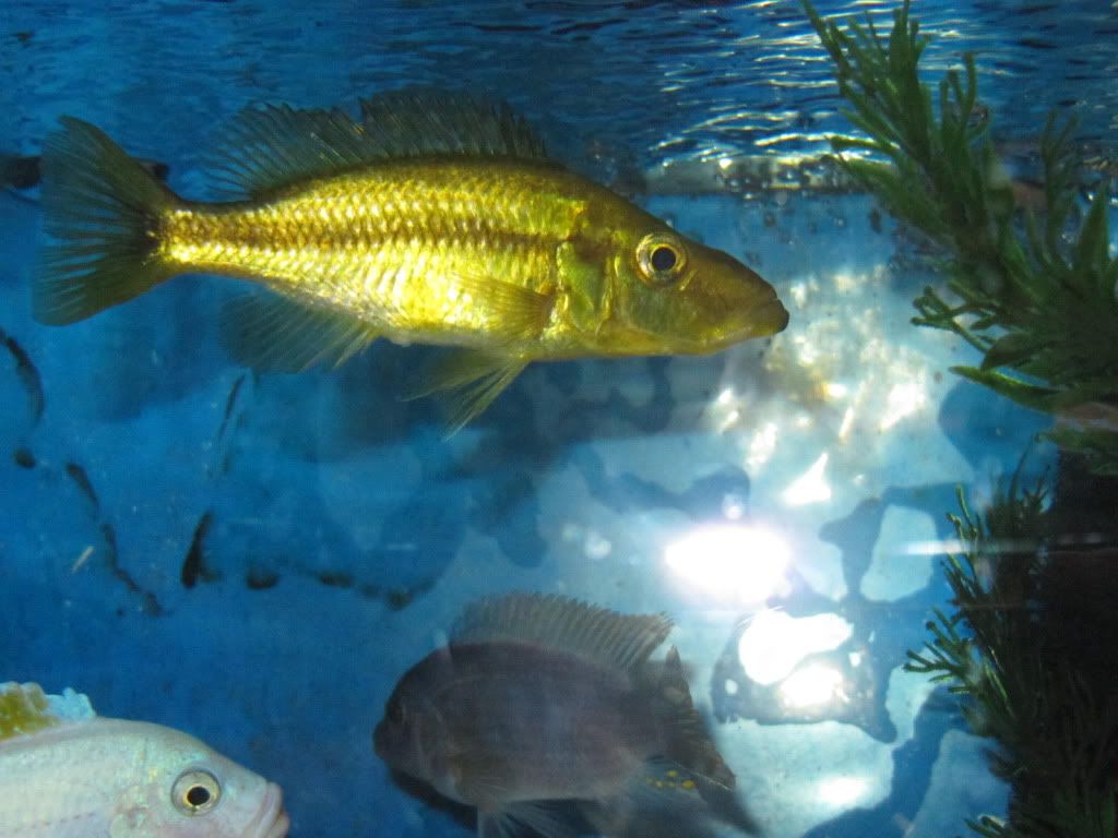 Dimidiochromis Compressiceps Gold