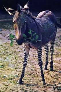 zebra donkey Pictures, Images and Photos