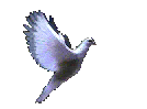 left dove