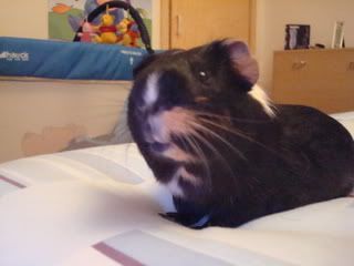 DSC00006.jpg