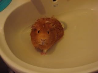 DSC00054-1.jpg