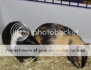 guineapigs004.jpg