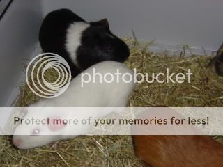 guineapigs006.jpg