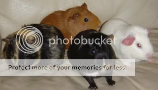 guineapigs018.jpg