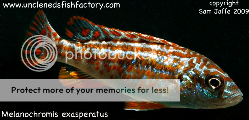 Melanochromis Exasperatus Malawi Cichlid Photo by fishfactory | Photobucket